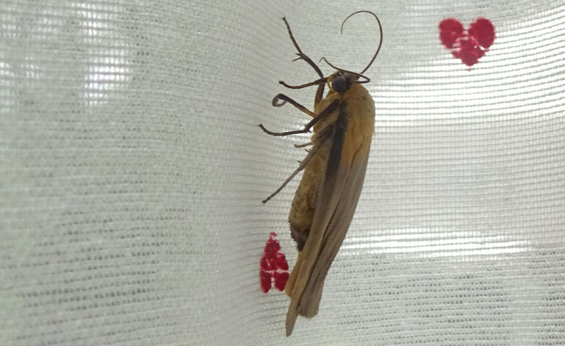 Lithosia quadra - Erebidae Arctiinae